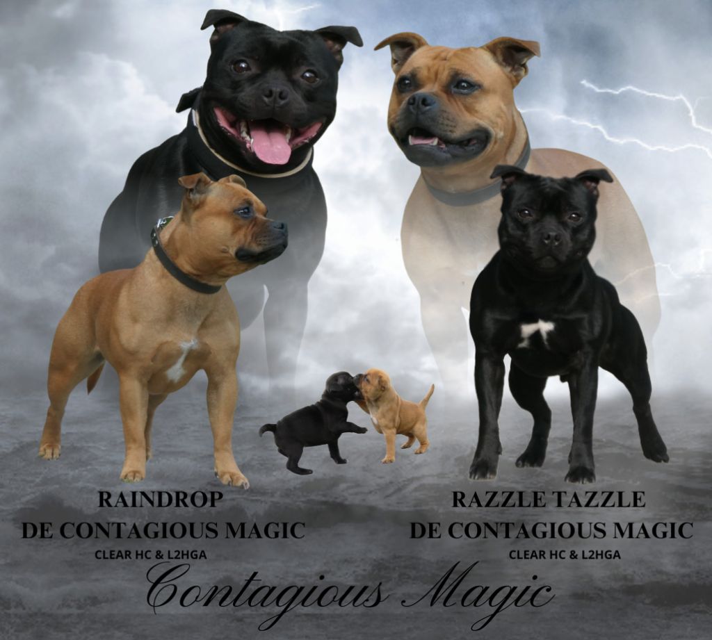 De Contagious Magic - Mariage
