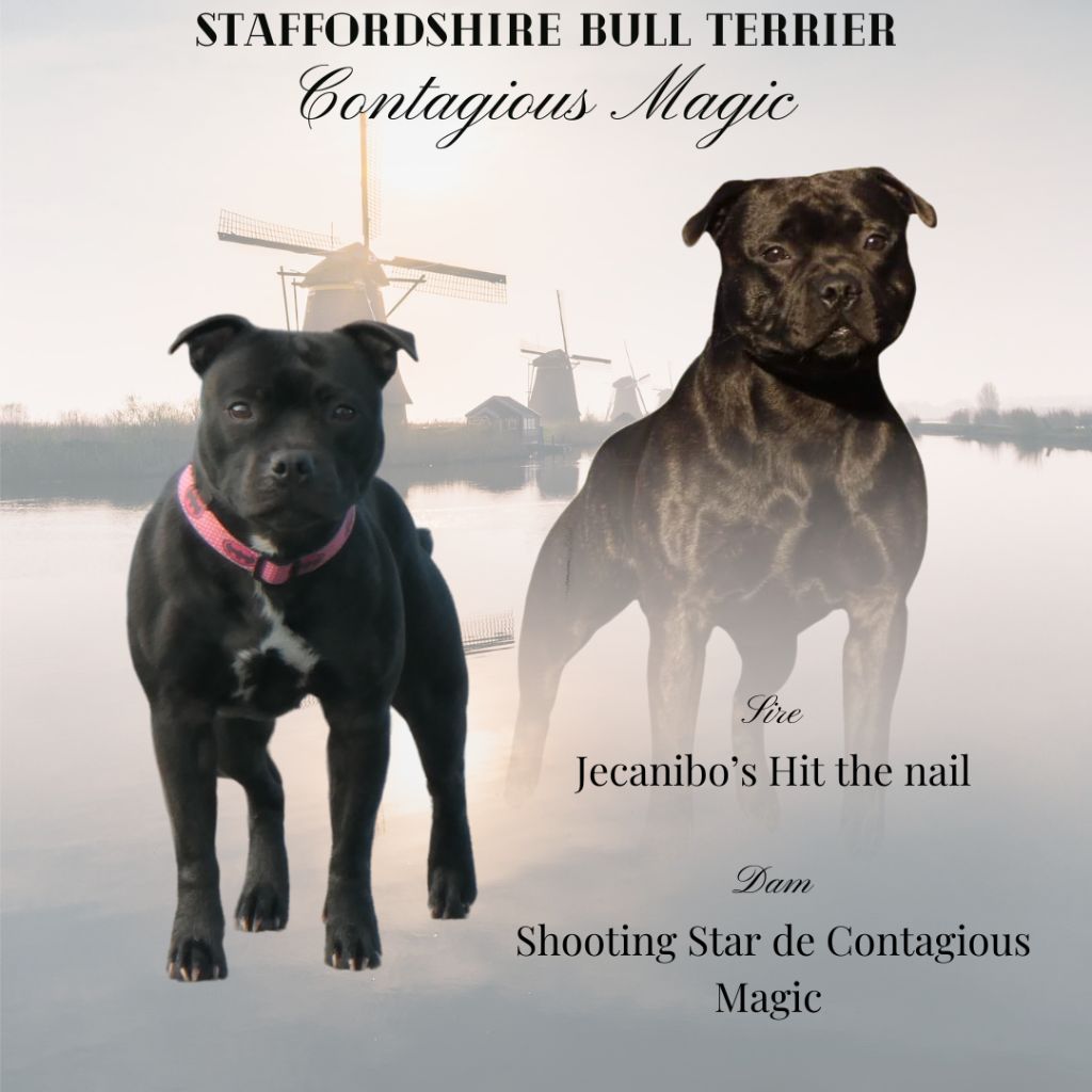 chiot Staffordshire Bull Terrier De Contagious Magic