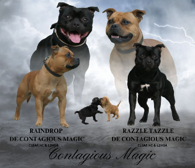 De Contagious Magic - Staffordshire Bull Terrier - Portée née le 26/11/2023
