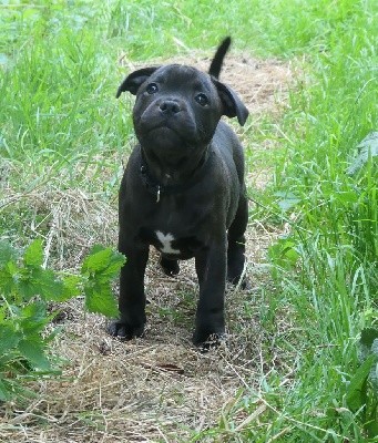 De Contagious Magic - Staffordshire Bull Terrier - Portée née le 26/06/2021