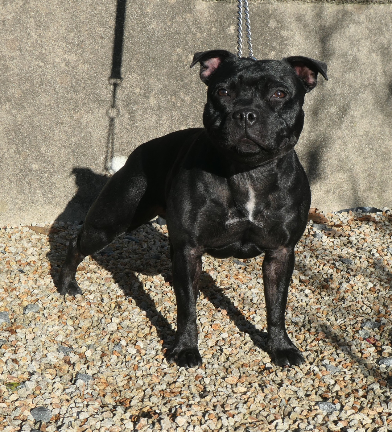 V comme vendetta De Contagious Magic