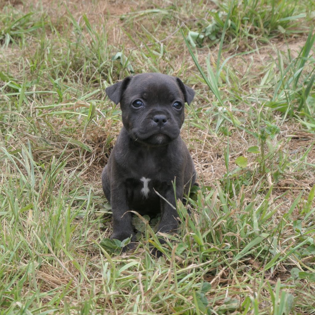 De Contagious Magic - Chiots disponibles - Staffordshire Bull Terrier