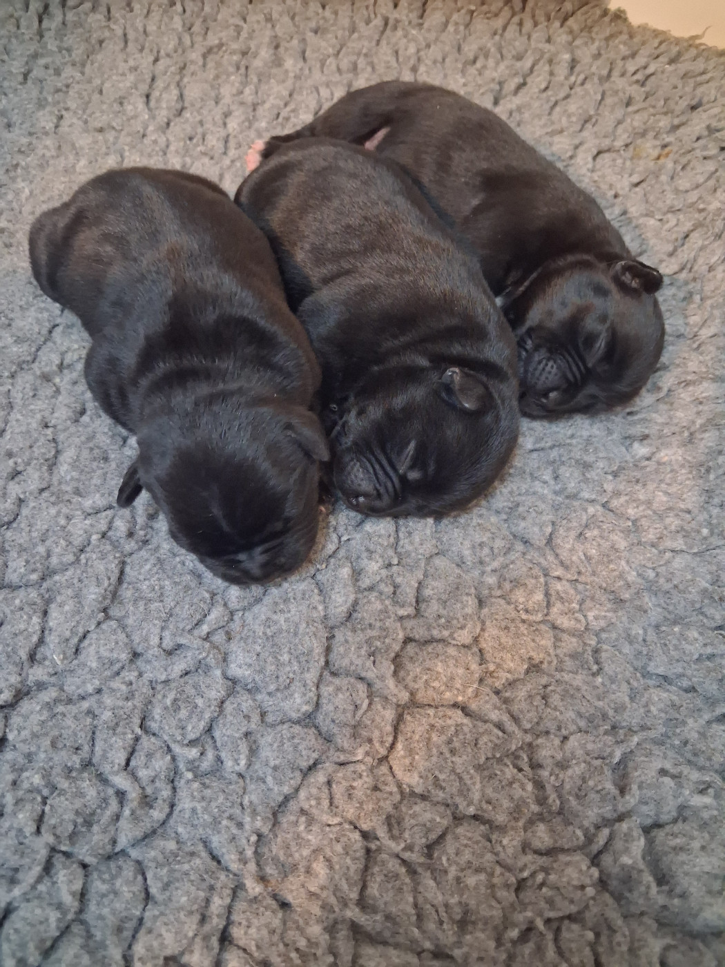 De Contagious Magic - Chiots disponibles - Staffordshire Bull Terrier