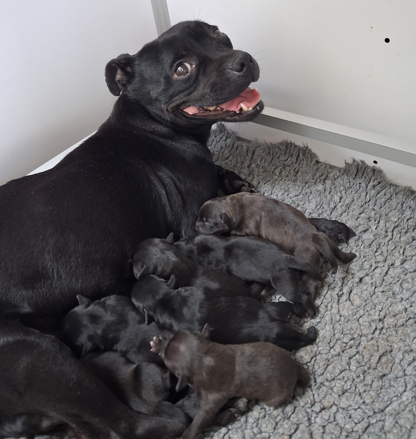 Chiot Staffordshire Bull Terrier De Contagious Magic