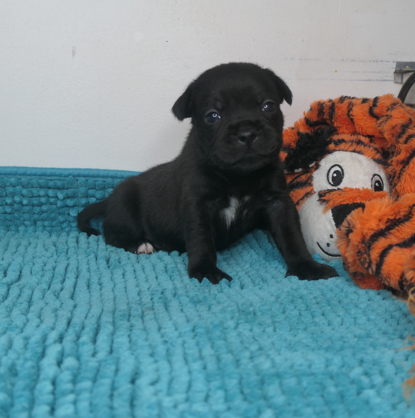 De Contagious Magic - Chiots disponibles - Staffordshire Bull Terrier