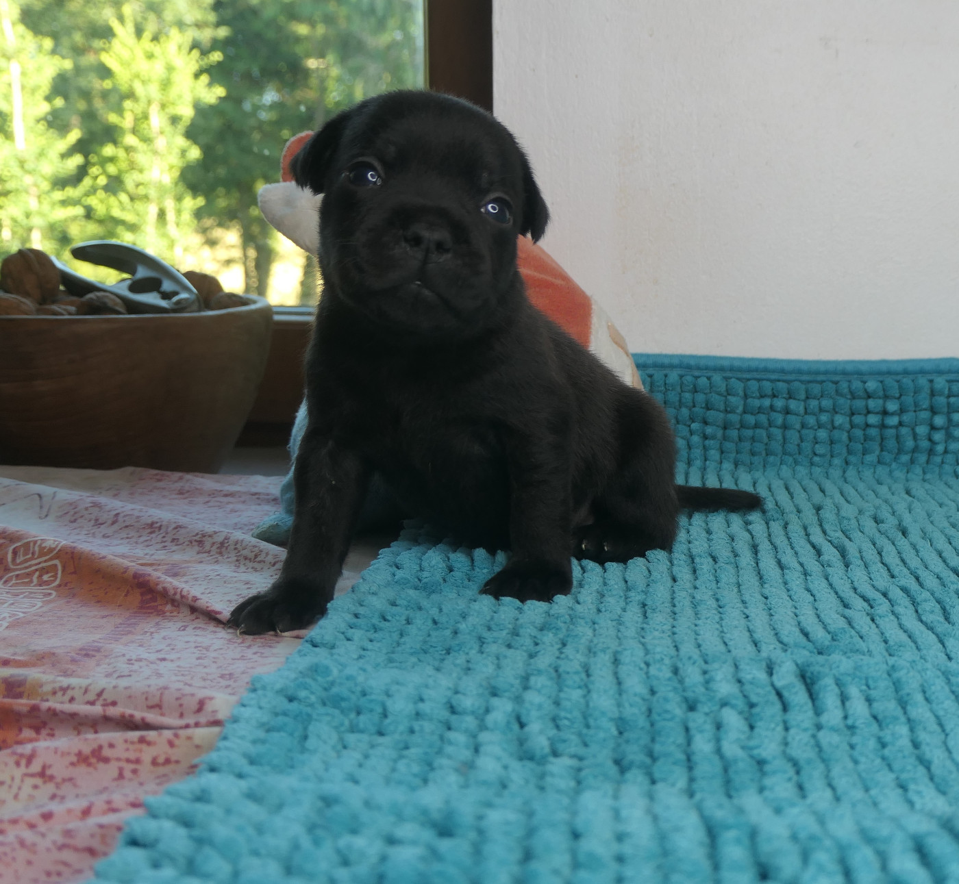 De Contagious Magic - Chiots disponibles - Staffordshire Bull Terrier