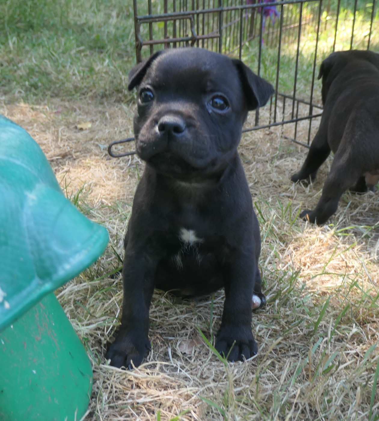 De Contagious Magic - Chiots disponibles - Staffordshire Bull Terrier