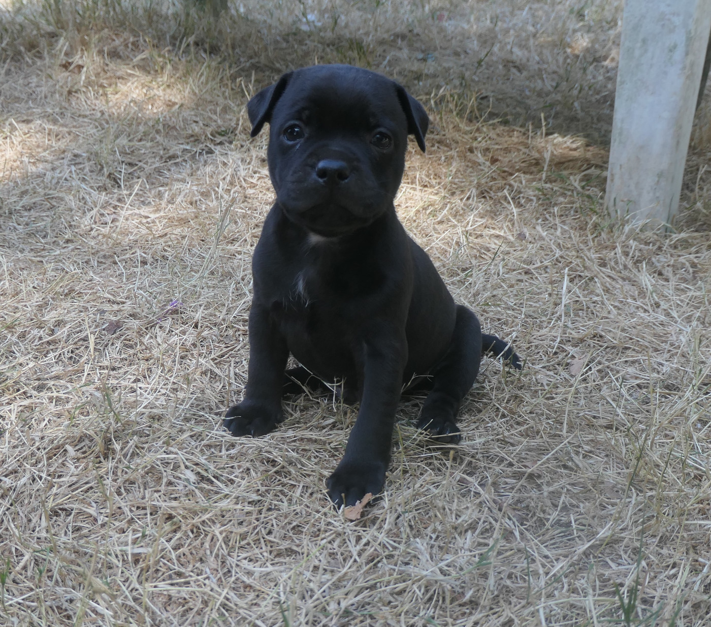 De Contagious Magic - Chiots disponibles - Staffordshire Bull Terrier