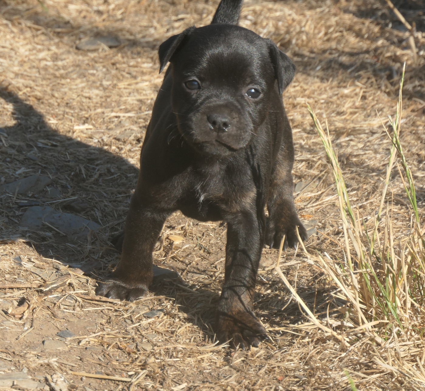 De Contagious Magic - Chiots disponibles - Staffordshire Bull Terrier