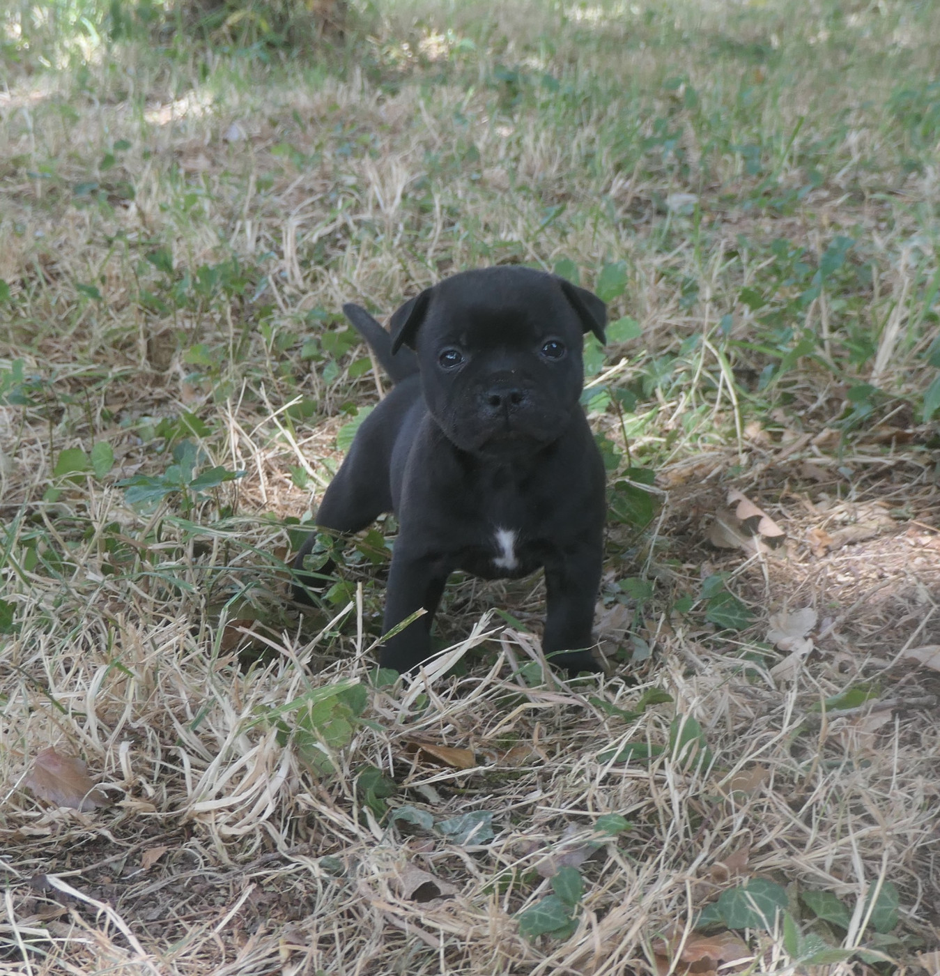 De Contagious Magic - Chiots disponibles - Staffordshire Bull Terrier