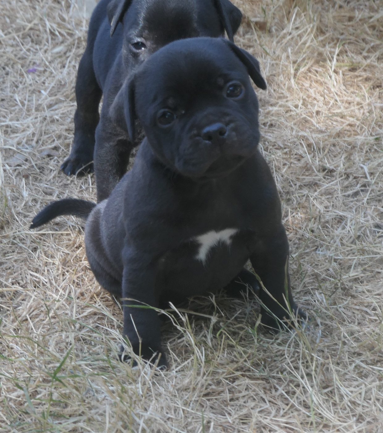 De Contagious Magic - Chiots disponibles - Staffordshire Bull Terrier