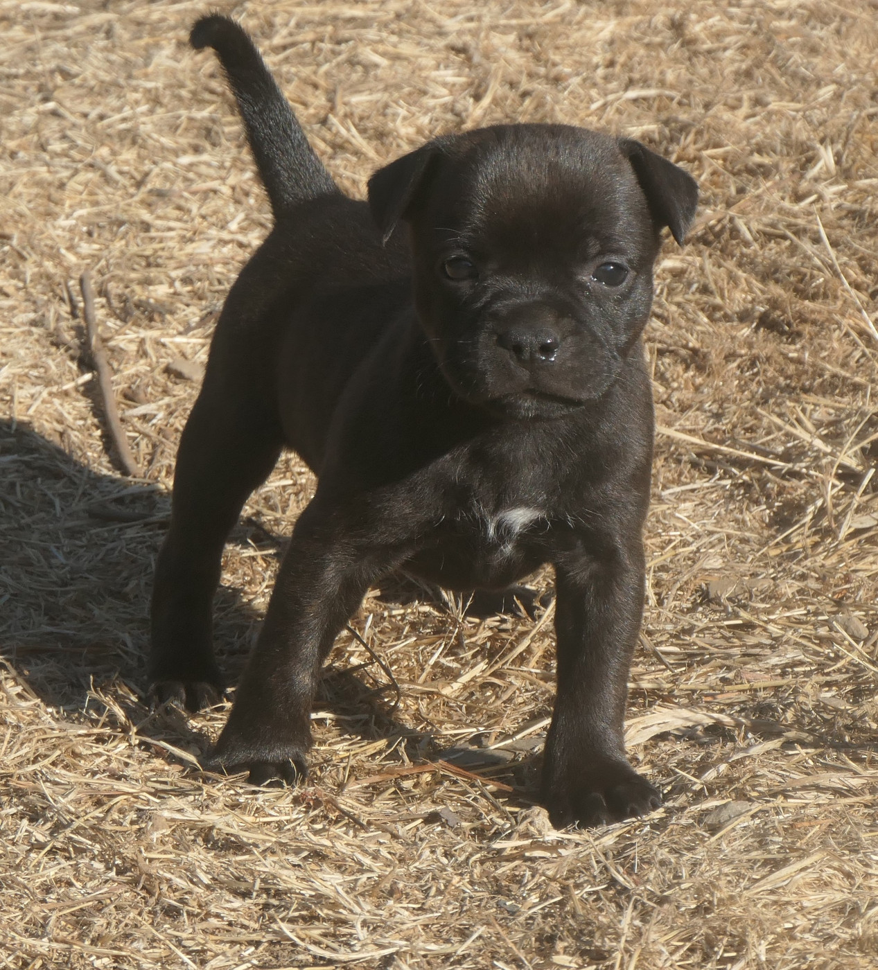 De Contagious Magic - Chiots disponibles - Staffordshire Bull Terrier