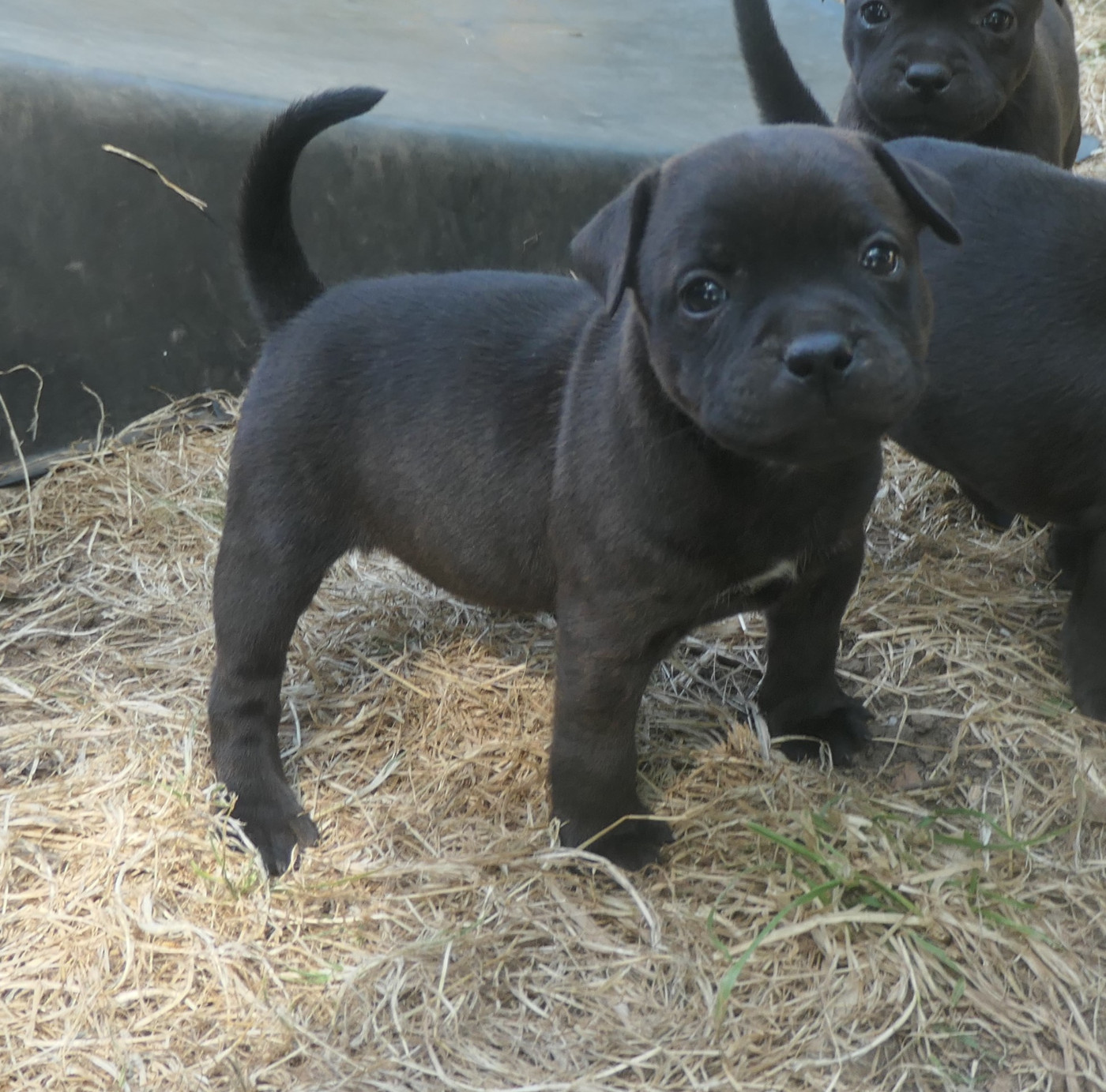 De Contagious Magic - Chiots disponibles - Staffordshire Bull Terrier