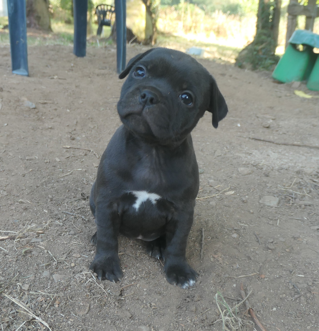 De Contagious Magic - Chiots disponibles - Staffordshire Bull Terrier