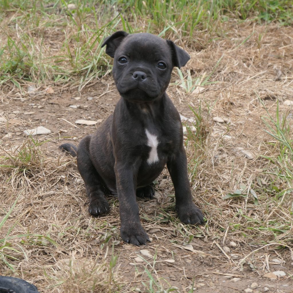 De Contagious Magic - Chiots disponibles - Staffordshire Bull Terrier