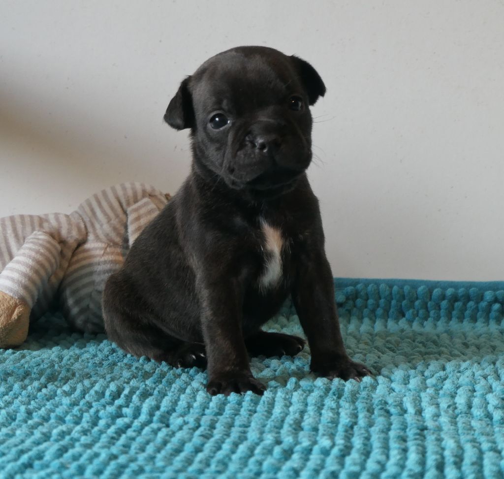 De Contagious Magic - Chiots disponibles - Staffordshire Bull Terrier