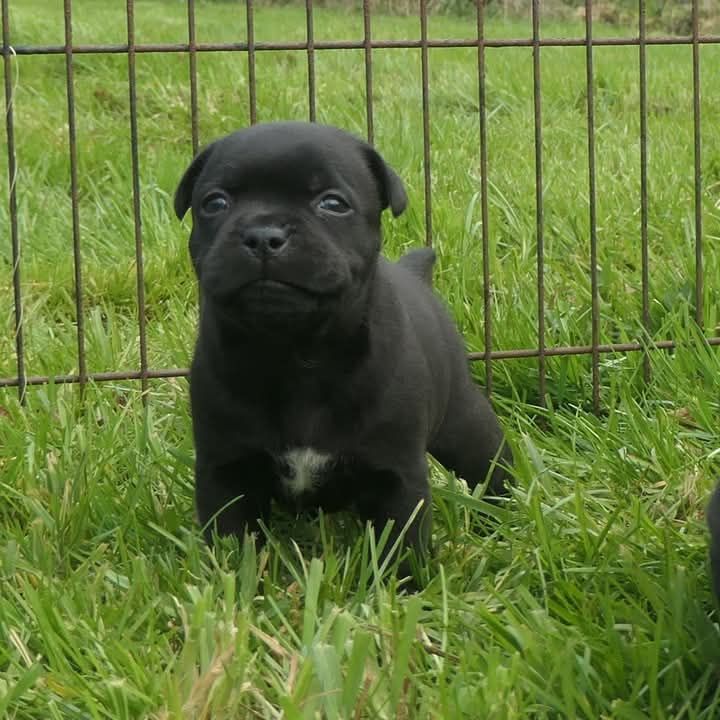 De Contagious Magic - Chiots disponibles - Staffordshire Bull Terrier