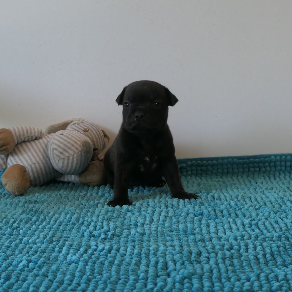 De Contagious Magic - Chiots disponibles - Staffordshire Bull Terrier