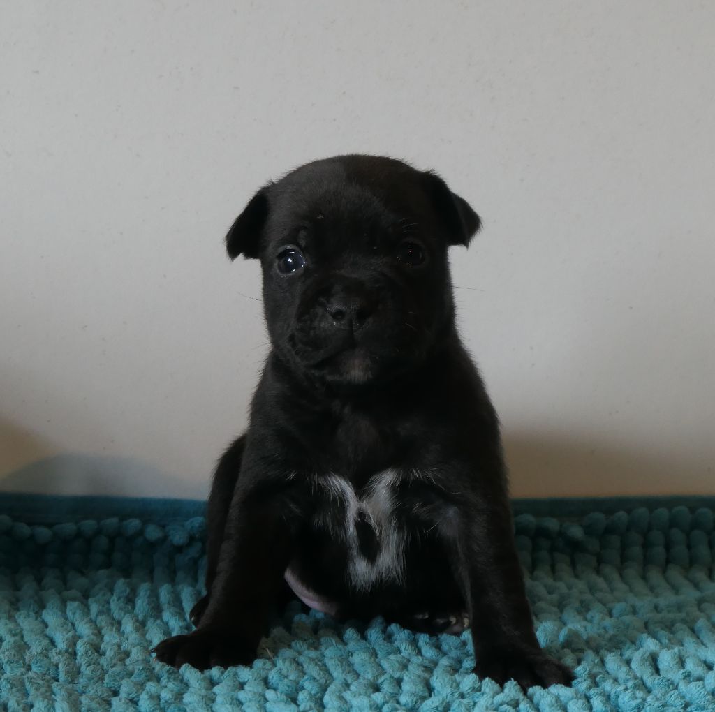 De Contagious Magic - Chiots disponibles - Staffordshire Bull Terrier