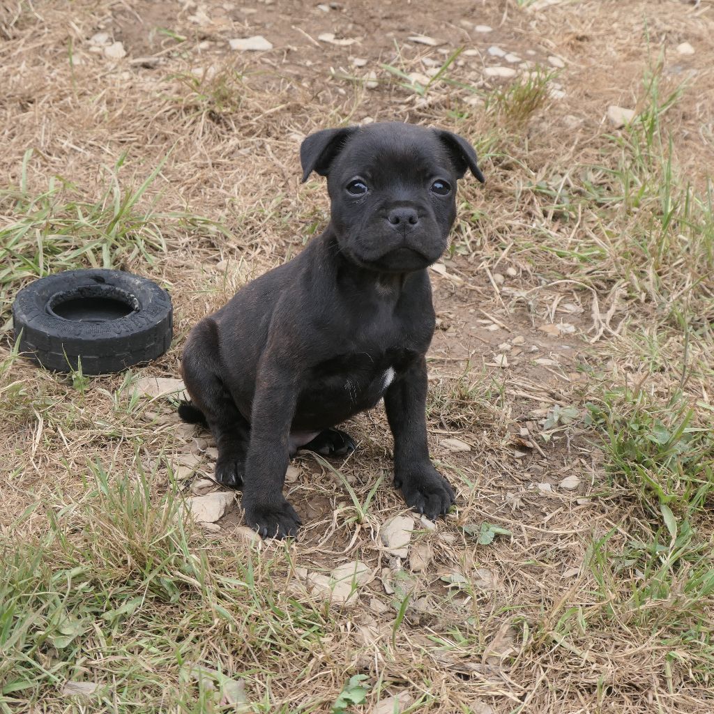 De Contagious Magic - Chiots disponibles - Staffordshire Bull Terrier