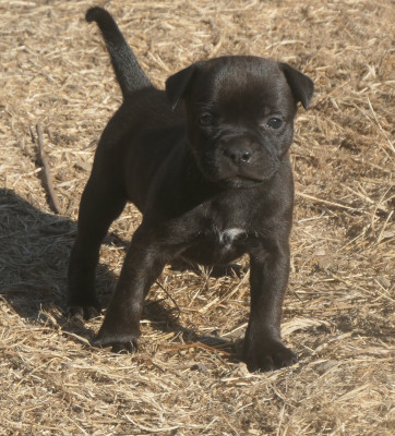 Brindle Charm
