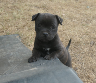 Brindle Charm