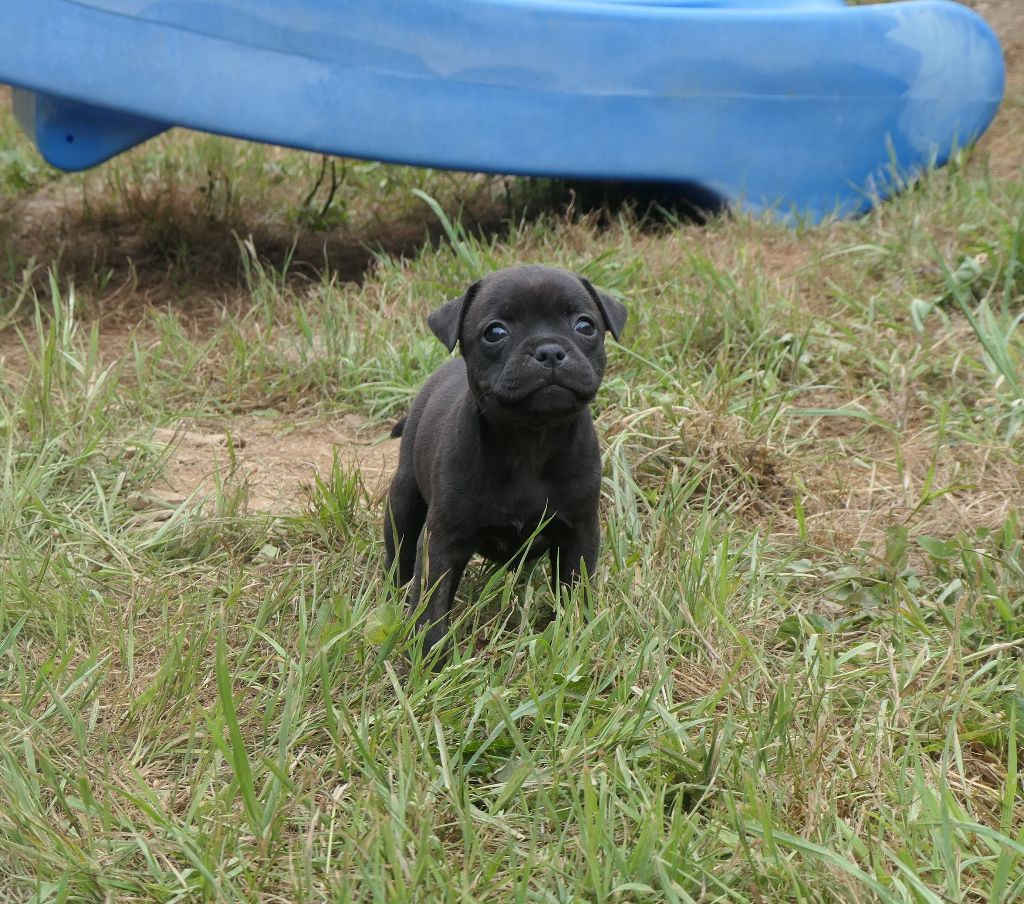 De Contagious Magic - Chiots disponibles - Staffordshire Bull Terrier