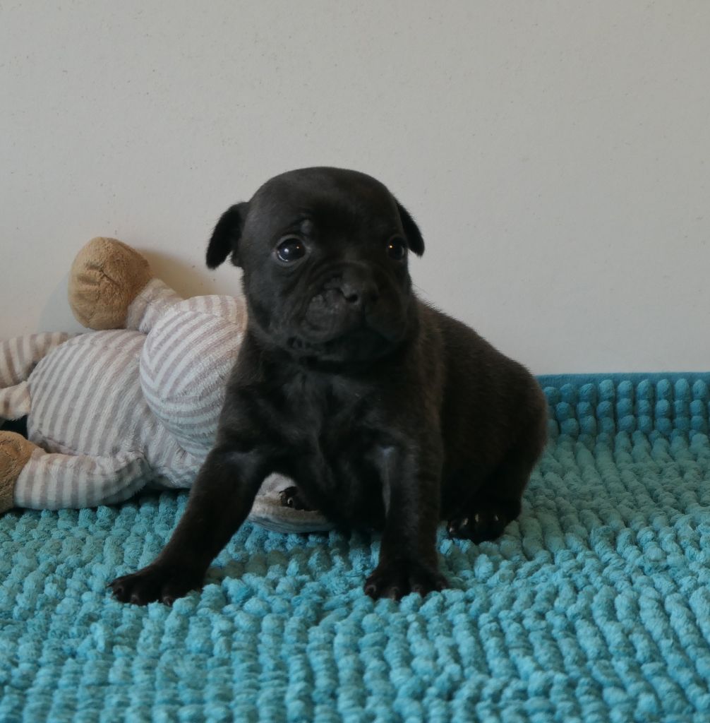 De Contagious Magic - Chiots disponibles - Staffordshire Bull Terrier