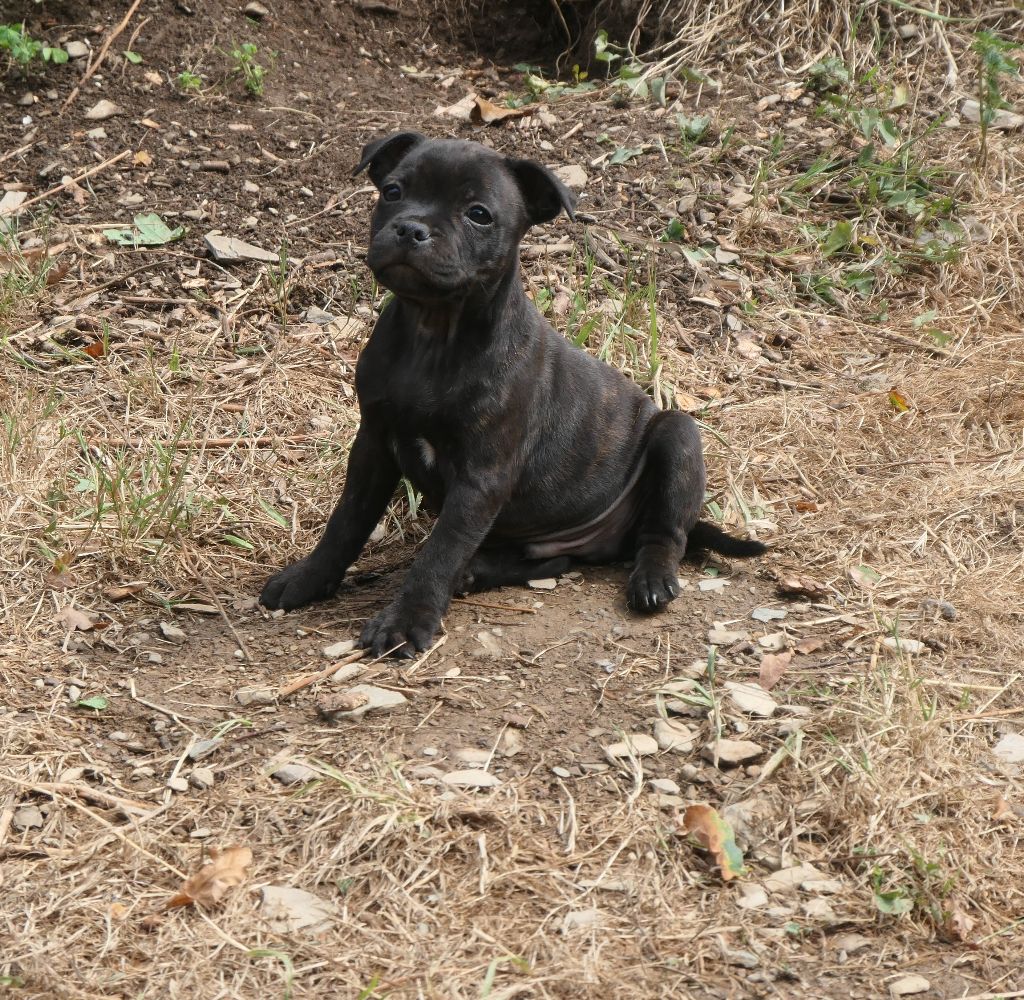 De Contagious Magic - Chiots disponibles - Staffordshire Bull Terrier