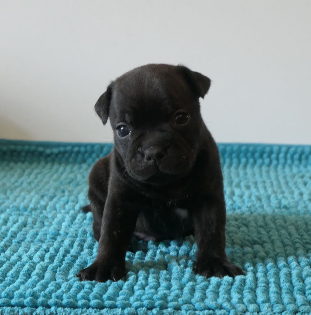 De Contagious Magic - Chiots disponibles - Staffordshire Bull Terrier