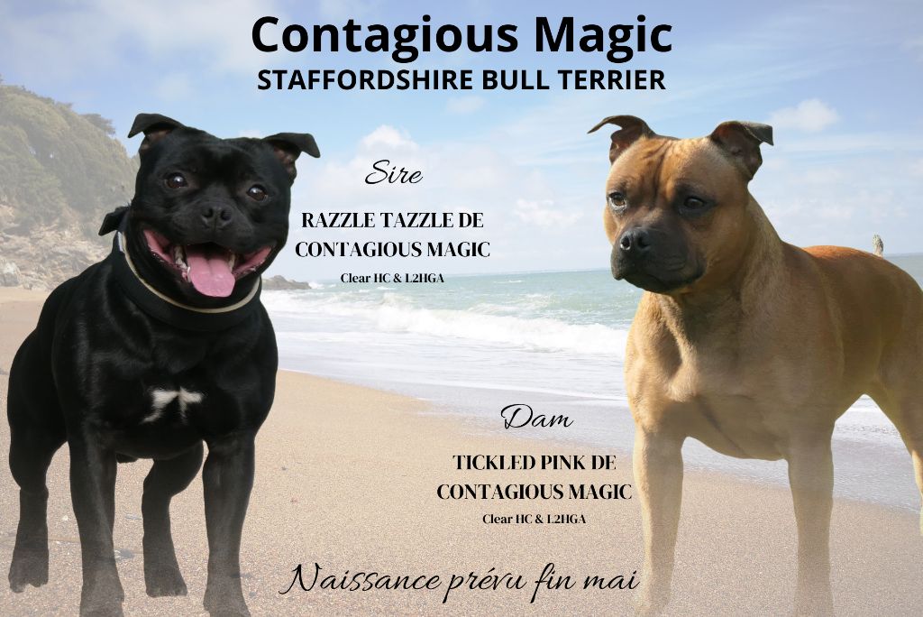 Chiot Staffordshire Bull Terrier De Contagious Magic